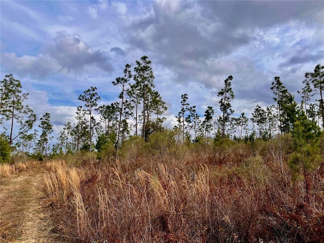 Bethlehem Rd, Cottondale, FL 32431 - photo 23