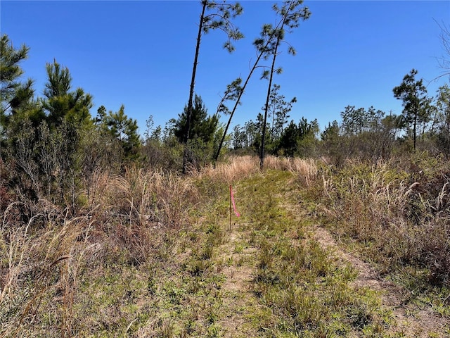 Bethlehem Rd, Cottondale, FL 32431 - photo 25