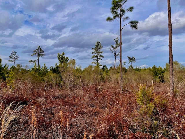 Bethlehem Rd, Cottondale, FL 32431 - photo 29