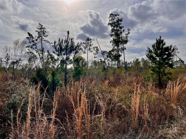 Bethlehem Rd, Cottondale, FL 32431 - photo 31