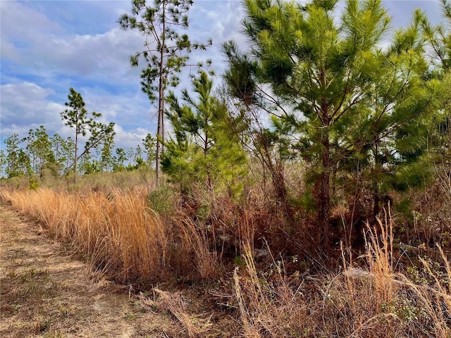 Bethlehem Rd, Cottondale, FL 32431 - photo 32