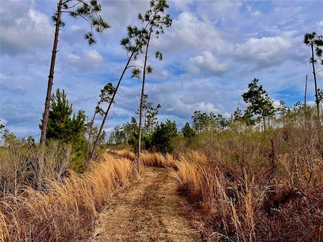 Bethlehem Rd, Cottondale, FL 32431 - photo 34