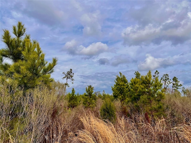 Bethlehem Rd, Cottondale, FL 32431 - photo 35