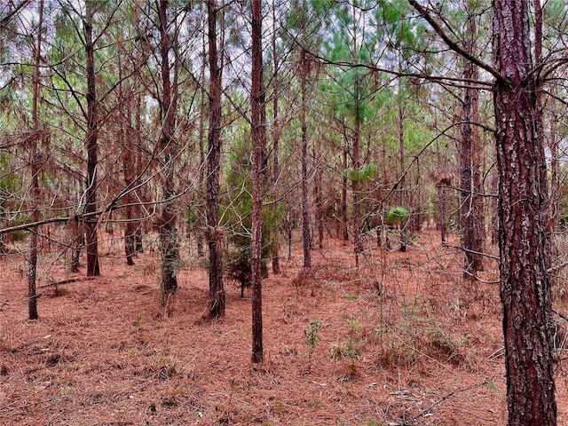 Bethlehem Rd, Cottondale, FL 32431 - photo 43