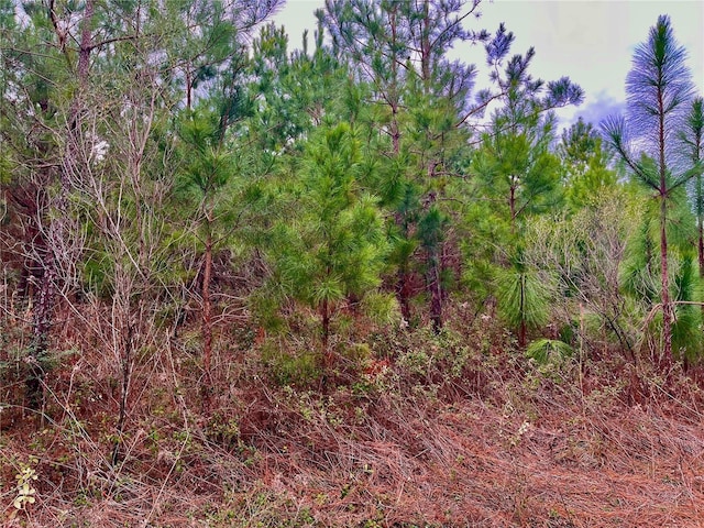 Bethlehem Rd, Cottondale, FL 32431 - photo 44