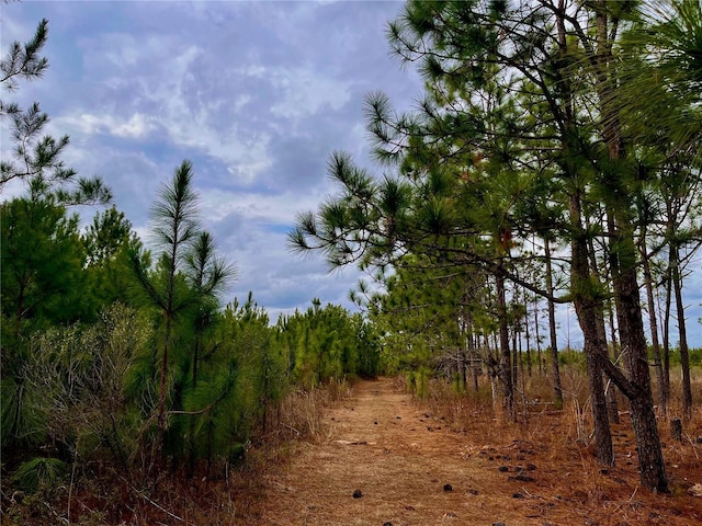Bethlehem Rd, Cottondale, FL 32431 - photo 45