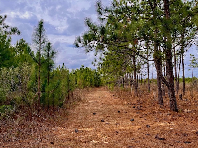Bethlehem Rd, Cottondale, FL 32431 - photo 49
