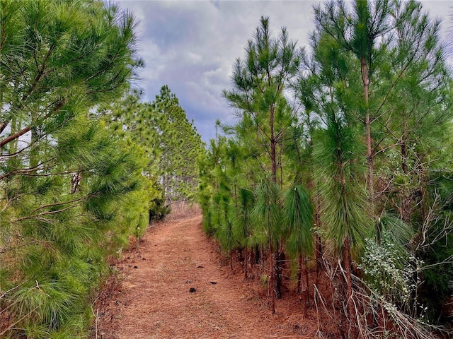 Bethlehem Rd, Cottondale, FL 32431 - photo 50