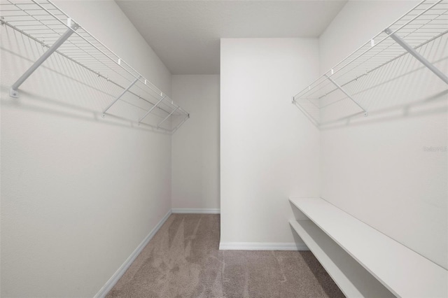 spacious closet with carpet flooring