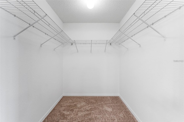 walk in closet with carpet floors