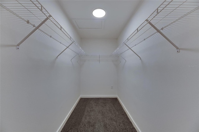 walk in closet with carpet