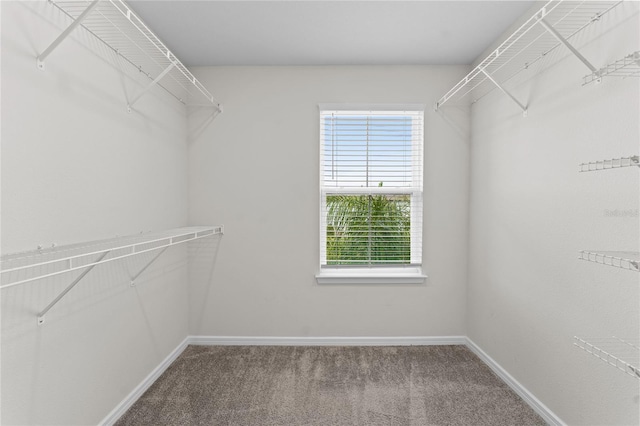 walk in closet featuring carpet floors