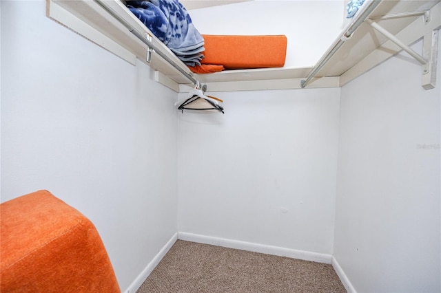 spacious closet featuring carpet