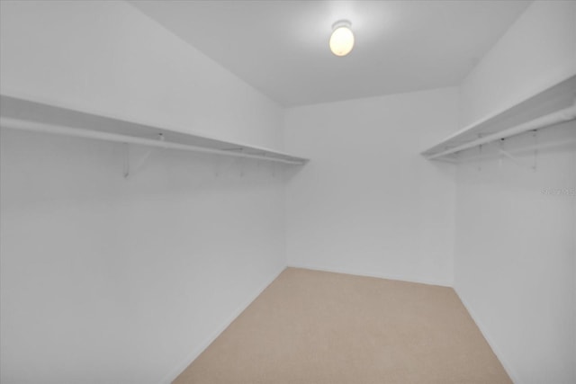 spacious closet featuring carpet flooring