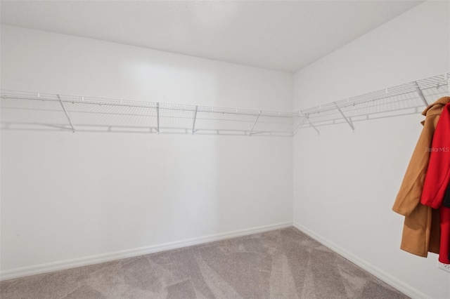 walk in closet featuring carpet flooring