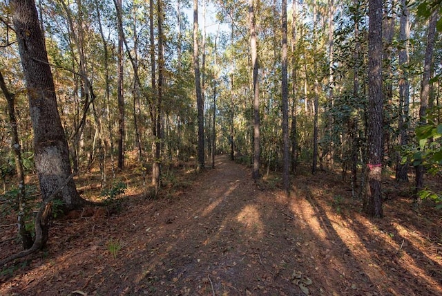 view of local wilderness