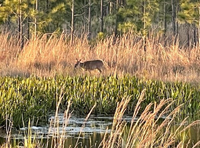 view of local wilderness