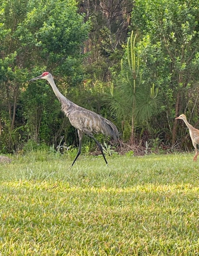 view of local wilderness