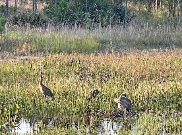 view of nature