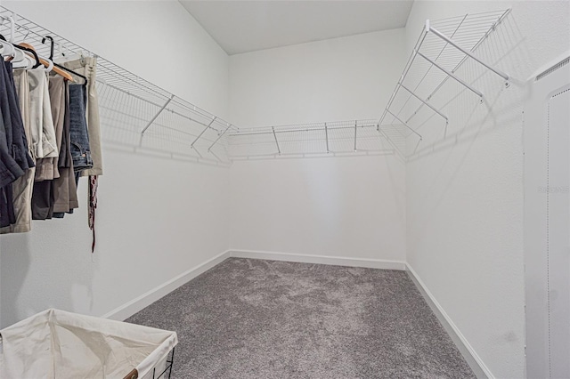 walk in closet featuring carpet floors