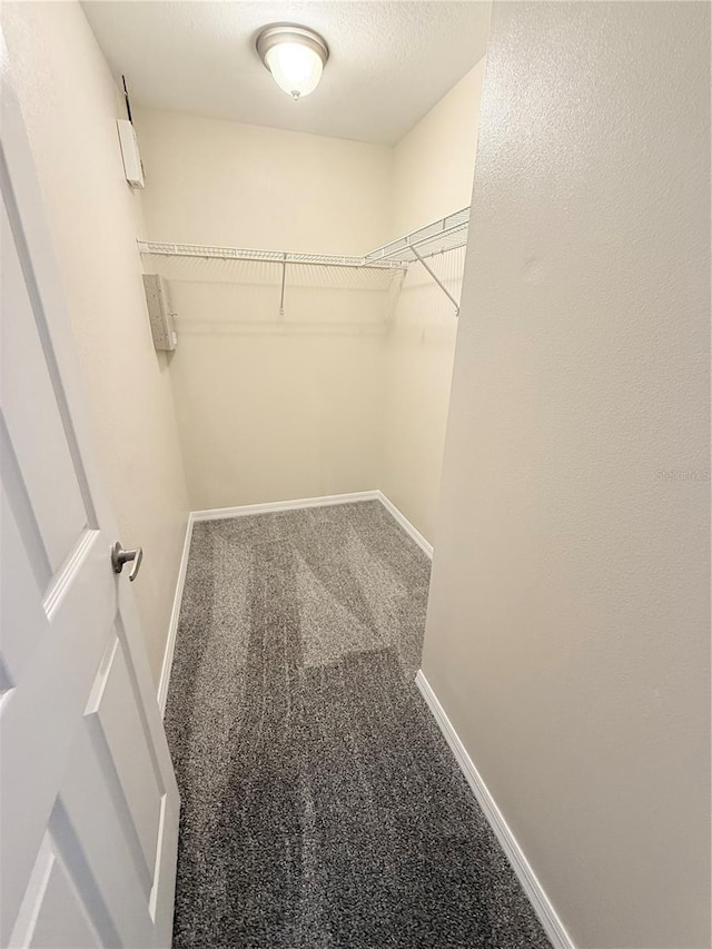 spacious closet featuring carpet flooring