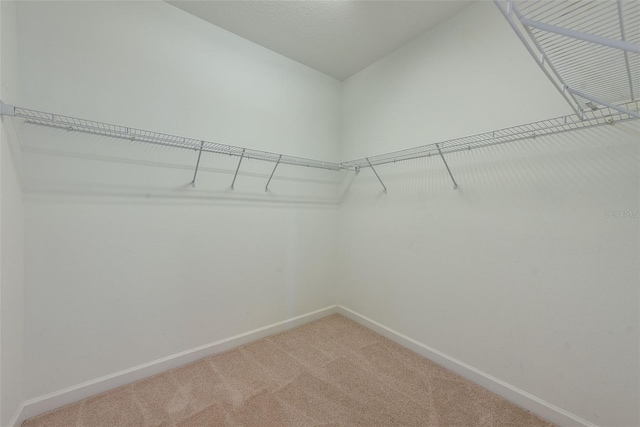 walk in closet with carpet floors