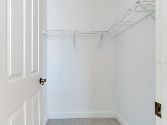 spacious closet featuring carpet