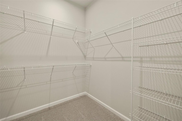 spacious closet featuring carpet floors