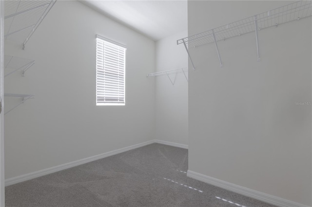 spacious closet featuring carpet floors