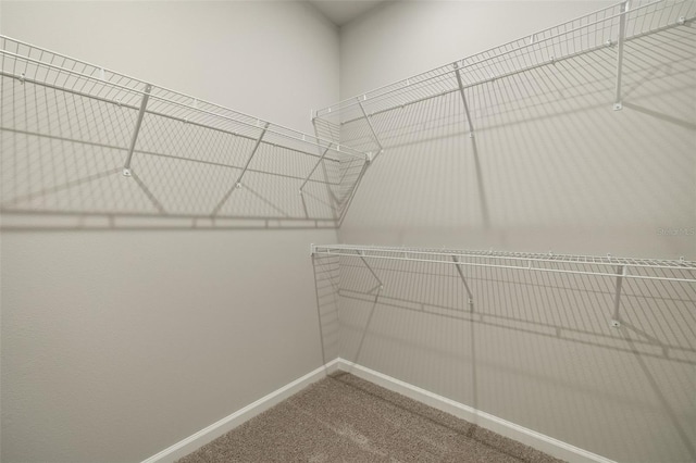 walk in closet with carpet flooring