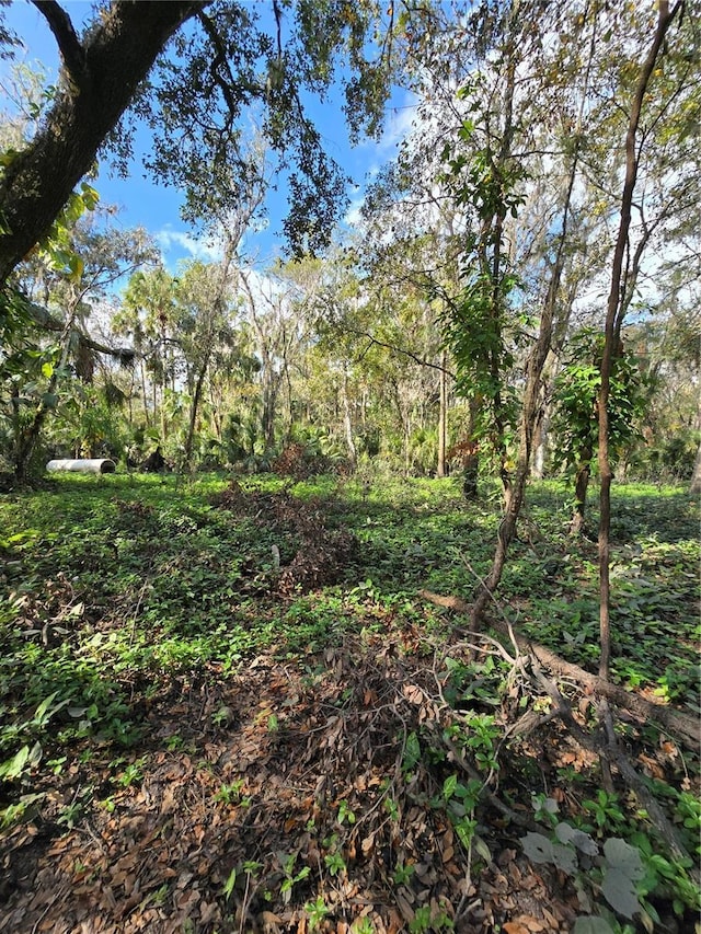 943 Estelle Ave, Brandon, FL 33511 - photo 2