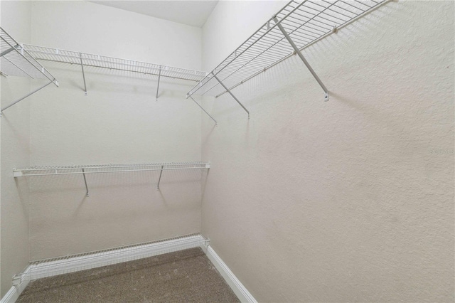 spacious closet featuring carpet floors