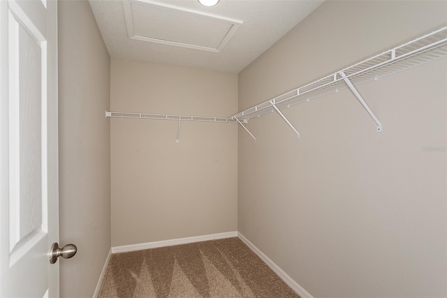 walk in closet with carpet floors