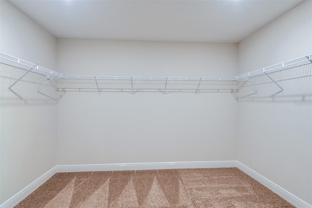 walk in closet featuring carpet floors