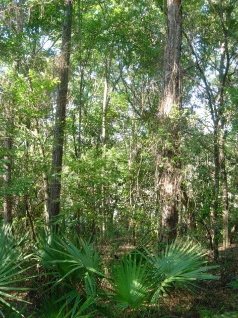 Tamarac Rd, Marianna, FL 32448 - photo 8