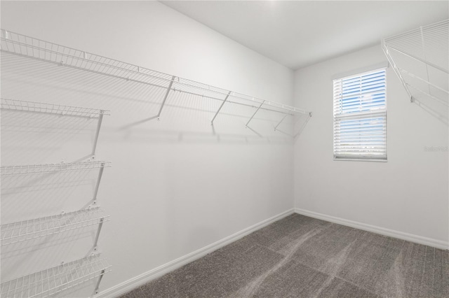 spacious closet featuring carpet floors