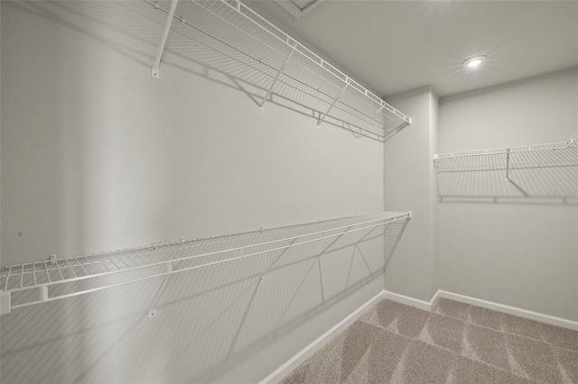 spacious closet featuring carpet