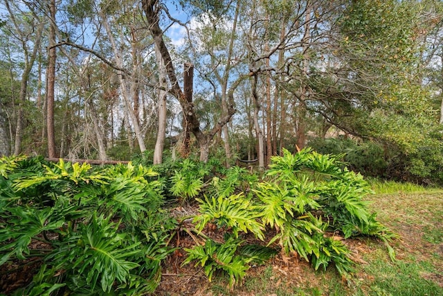 view of local wilderness