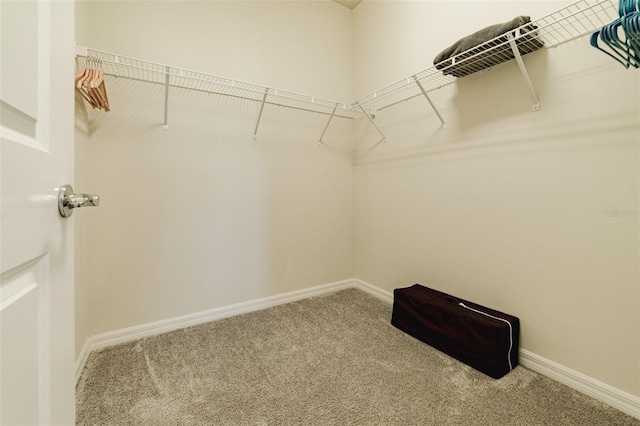 walk in closet with carpet floors