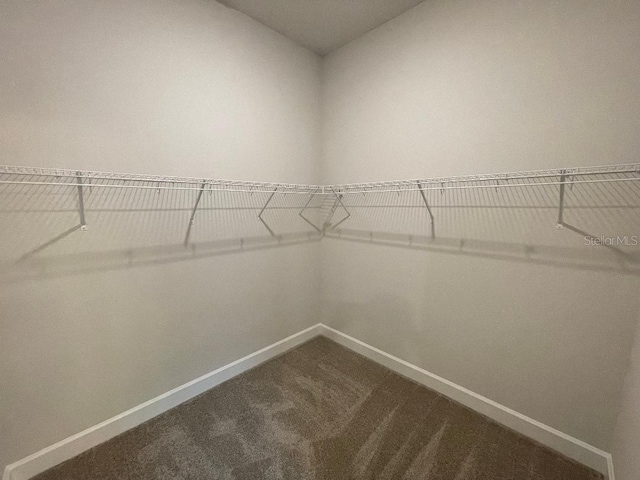 walk in closet with carpet flooring