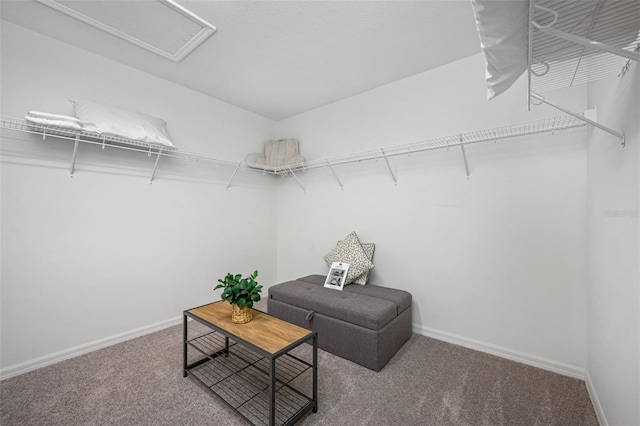 spacious closet featuring carpet flooring