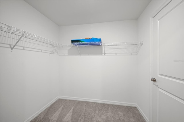 walk in closet with carpet floors