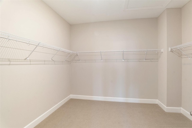 walk in closet with light carpet