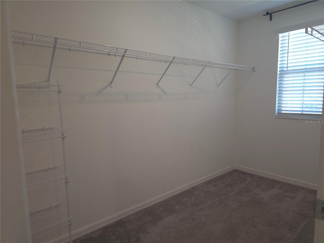 walk in closet with dark carpet