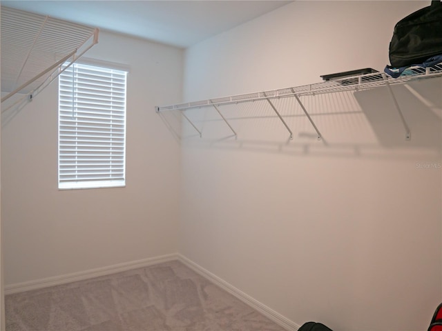 spacious closet with carpet floors