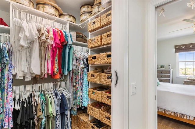 walk in closet featuring hardwood / wood-style floors and ceiling fan