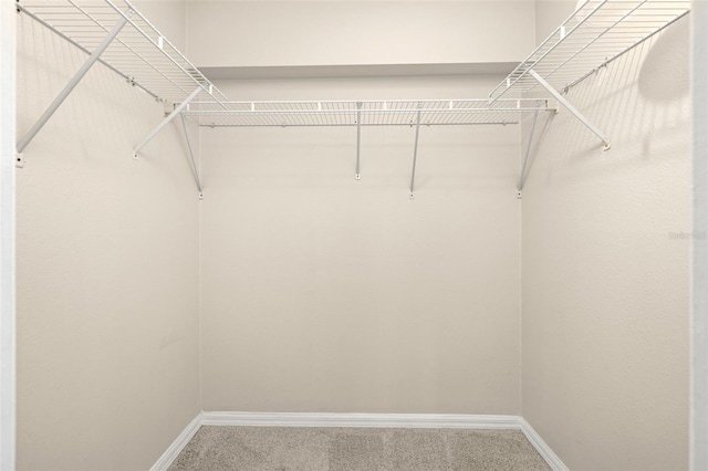 spacious closet featuring carpet floors