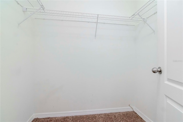 walk in closet with carpet flooring