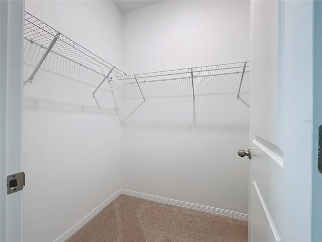 spacious closet featuring carpet floors