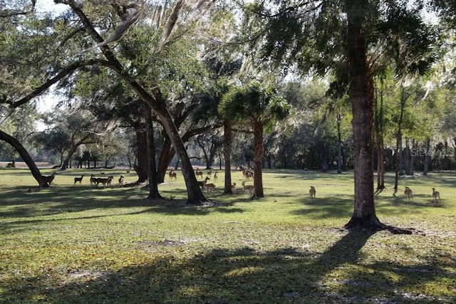 Lot 5, Fort Mc Coy, FL 32134 - photo 11